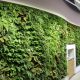 New Office Green Wall Installation by ArchNexus