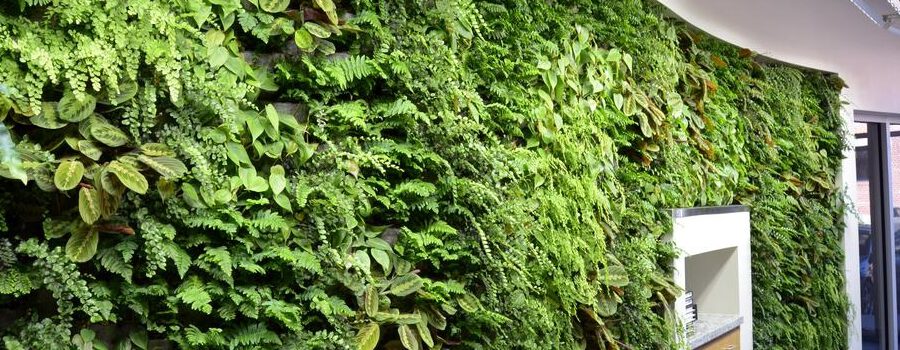 New Office Green Wall Installation by ArchNexus